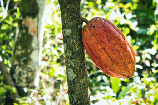 Dia do cacau: 10 benefícios do cacau para a saúde