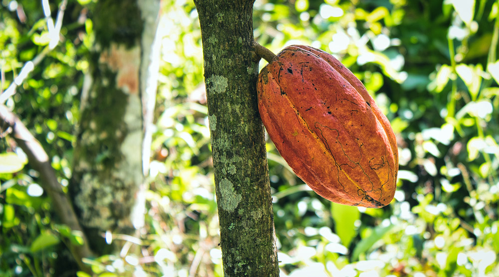 Dia do cacau: 10 benefícios do cacau para a saúde