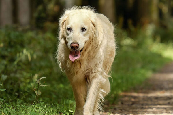 Quando devo me preocupar com a respiração ofegante do meu cachorro? | Lifebrunch