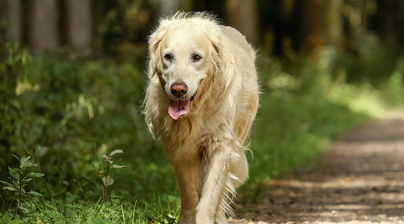 Quando devo me preocupar com a respiração ofegante do meu cachorro? | Lifebrunch