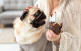 Meu pet comeu chocolate! E agora? | Lifebrunch