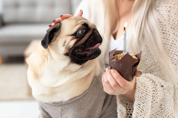 Meu pet comeu chocolate! E agora? | Lifebrunch