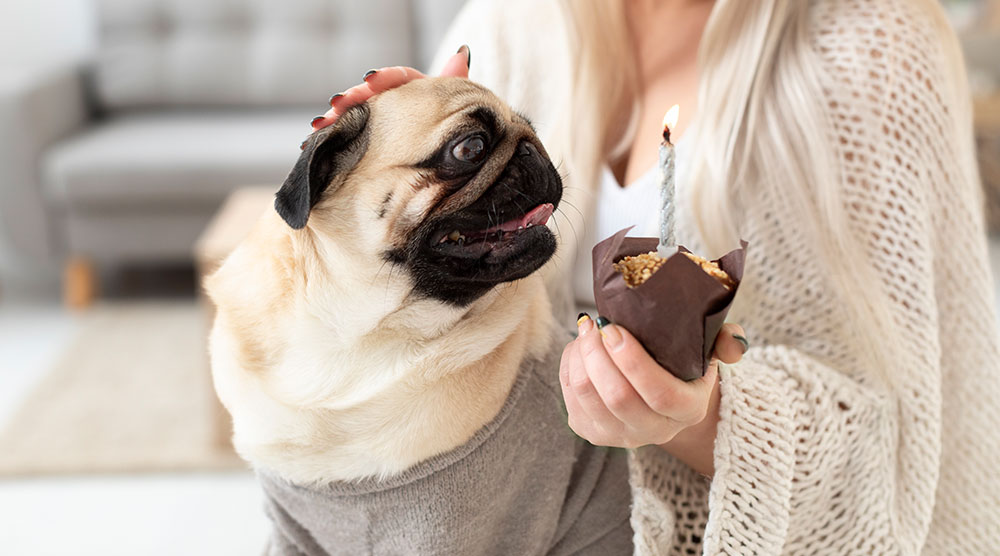 Meu pet comeu chocolate! E agora? | Lifebrunch