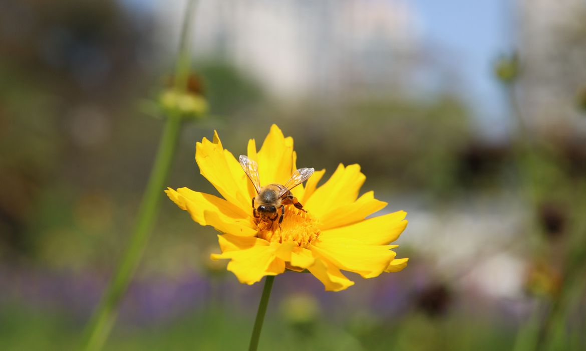 Pesquisa mostra importância de áreas verdes urbanas para a saúde | Lifebrunch