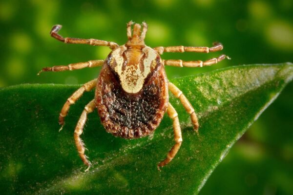 Febre maculosa: como se prevenir da doença transmitida pelo carrapato-estrela | Lifebrunch