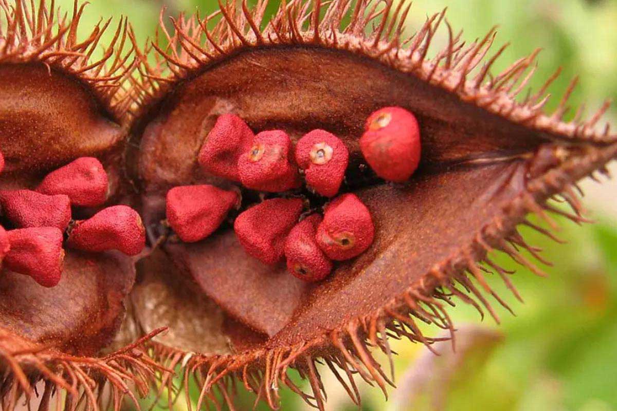 Óleo de urucum pode ajudar na queda capilar