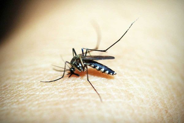 Dengue: infectologista dá dicas de como usar o repelente | Lifebrunch