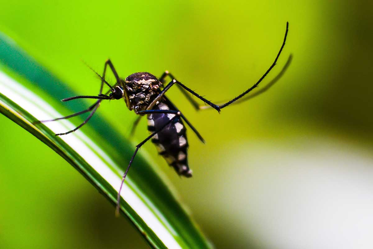 Brasil tem quase mil mortes por dengue em investigação | Lifebrunch